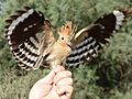 2015-07-10 07.55.33 Hoopoe - Upupa epops - דוכיפת