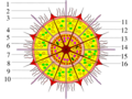 Acantharia scheme