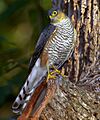 Accipiter striatus -Horto Florestal de Sao Paulo, Brazil-8