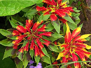 Archivo:Amaranthus tricolor (in a flowerbed) 01