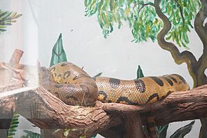 Archivo:Anaconda Verde PL