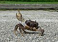Angry Crab, Crossing the Road (256233677)