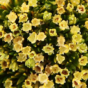 Archivo:Antarctic Pearlwort2