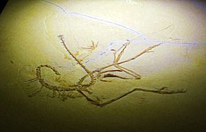 Archivo:Archaeopteryx lithographica - 11 specimen