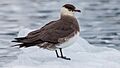 Arctic skua (Stercorarius parasiticus) on an ice floe, Svalbard