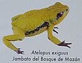 Atelopus exiguus