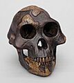BH-021-T-A-afarensis-Lucy-3qtrR-Lo