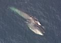 Balaenoptera borealis 3