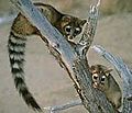 Bassariscus