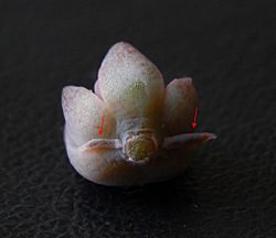 Bracteolas.jpg