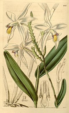 Archivo:Bromheadia finlaysoniana (as Bromheadia palustris) - Curtis' 69 (N.S. 16) pl. 4001 (1843)