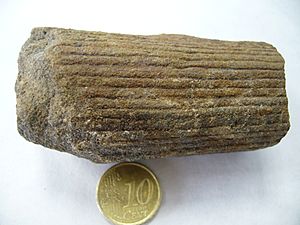 Archivo:Calamites sp.1 - Carbonifero
