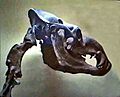 Camelidae - Titanotylopus-001