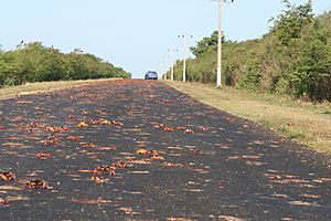 Archivo:Cangrejos carretera trinidad