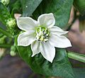 Capsicum annuum flower