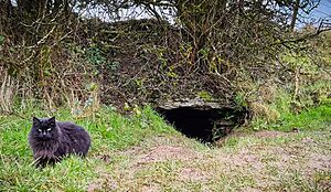 Archivo:Cat at the entrance to Oweynagat Cave