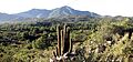 Cerro El Roble sector el Llano de Caleu