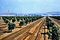 Citrus groves, Golden Ave., Placentia, June 1961