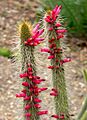 Cleistocactus candelilla 2