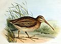 Coenocorypha barrierensis