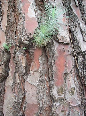 Archivo:Corteza - Pinus canariensis