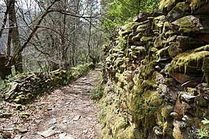 Archivo:DSC02036 bosque cerca de Vilar (Folgoso do Courel, Lugo, Galicia)