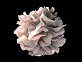 Dendritic cell revealed