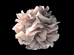 Archivo:Dendritic cell revealed