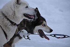 Archivo:Dogsledatrest