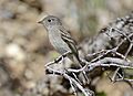 Dusky Flycatcher 02