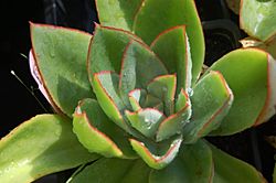Echeveria subrigida1.jpg