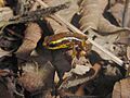 Eleutherodactylus limbatus