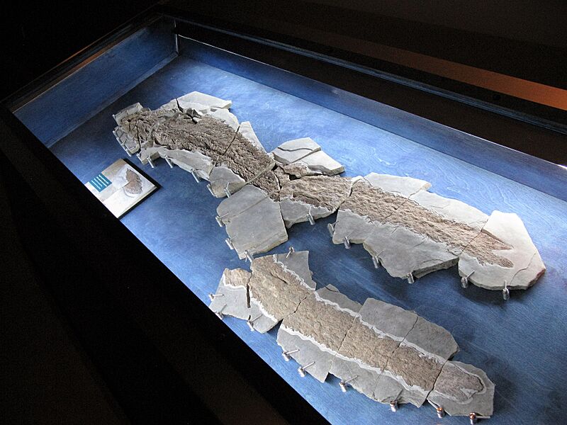 Elpistostege watsoni