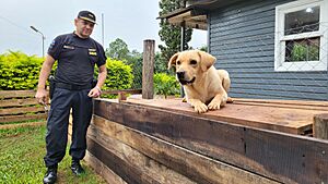 Archivo:Entrenamiento de "Cooper" de "Canes Escuadra Fiel" de la División Brigada de Canes Aristóbulo del Valle (jurisdicción) UR-XI