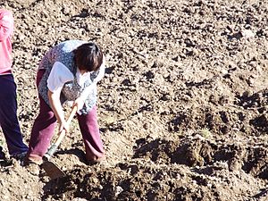 Archivo:Granjera tuseña realizando labores agrícolas