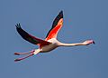 Greater Flamingo (Phoenicopterus roseus) (8521269688)