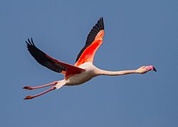 Archivo:Greater Flamingo (Phoenicopterus roseus) (8521269688)