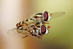 Archivo:Hoverflies mating midair