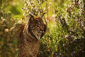 Archivo:Iberian Lynx endrino03