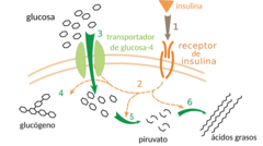 Archivo:Insulin glucose metabolism ZP-es