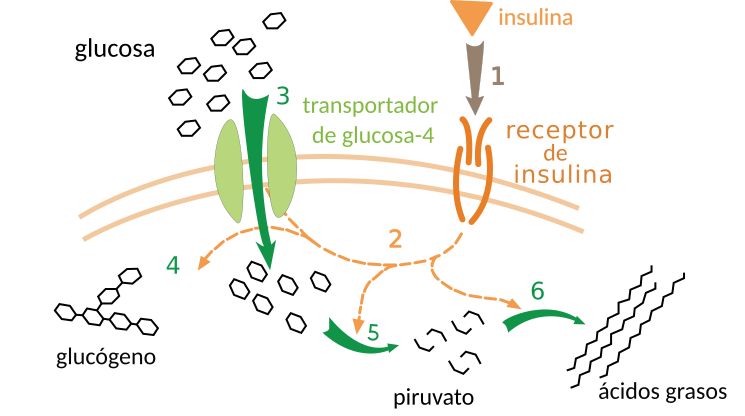 Insulin glucose metabolism ZP-es