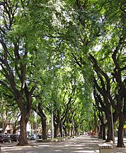 Archivo:La Alameda. Un recorrido peatonal forestado con grandes árboles.