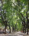 La Alameda. Un recorrido peatonal forestado con grandes árboles.