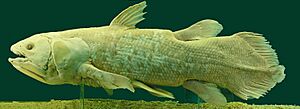 Archivo:Latimeria Chalumnae - Coelacanth - NHMW