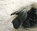 Lemur catta toilet claw