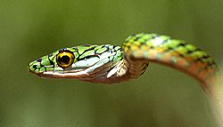 Leptophis ahaetulla.jpg