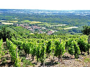 Archivo:Limony vue générale vignes (2)
