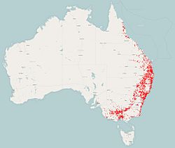 Distribución del lori carirrojo en Australia