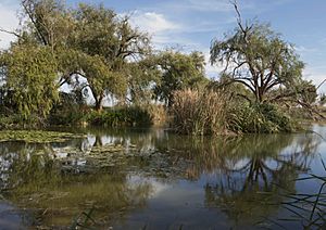 Archivo:Llacuna del Samaruc