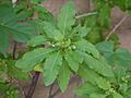 Lycium chinense 2